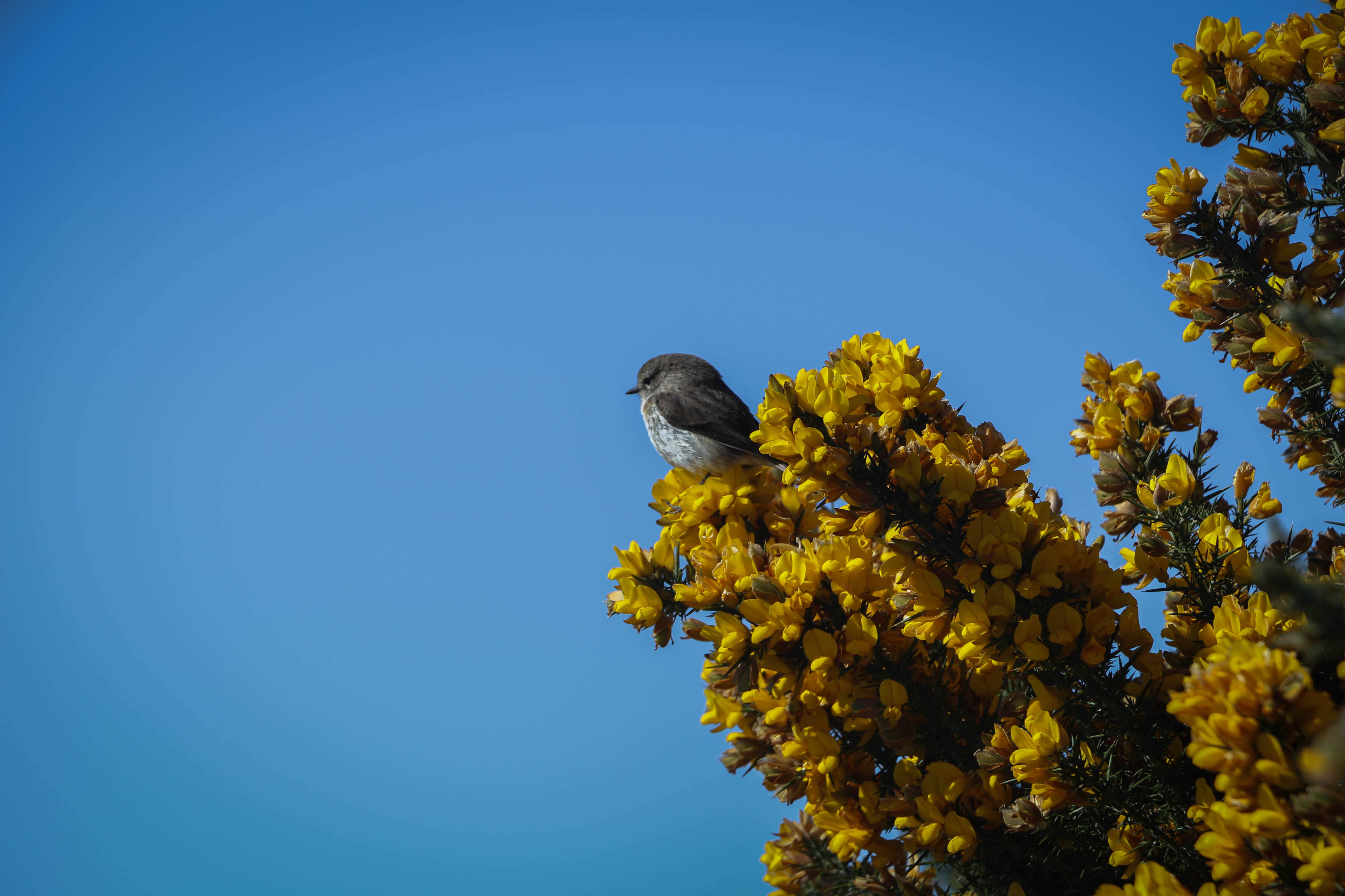 Oiseau sur une fleur avec le ciel bleu end fond